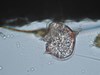 Photo of Protoperidinium depressum